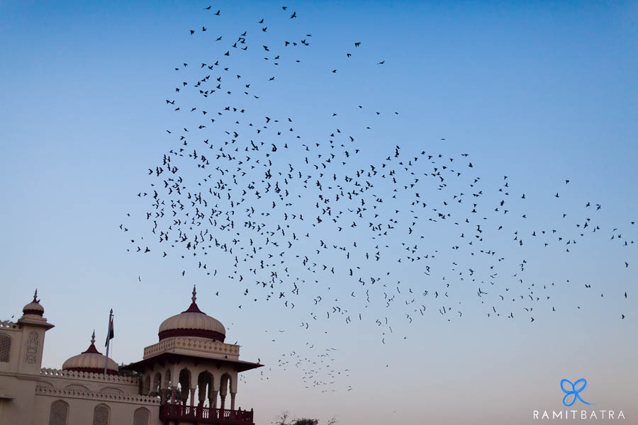 Jai Mahal Palace Wedding: Piya & Anupam